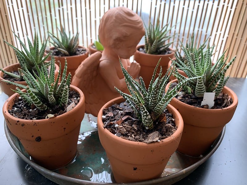 Haworthia fasciata needs well-draining soil