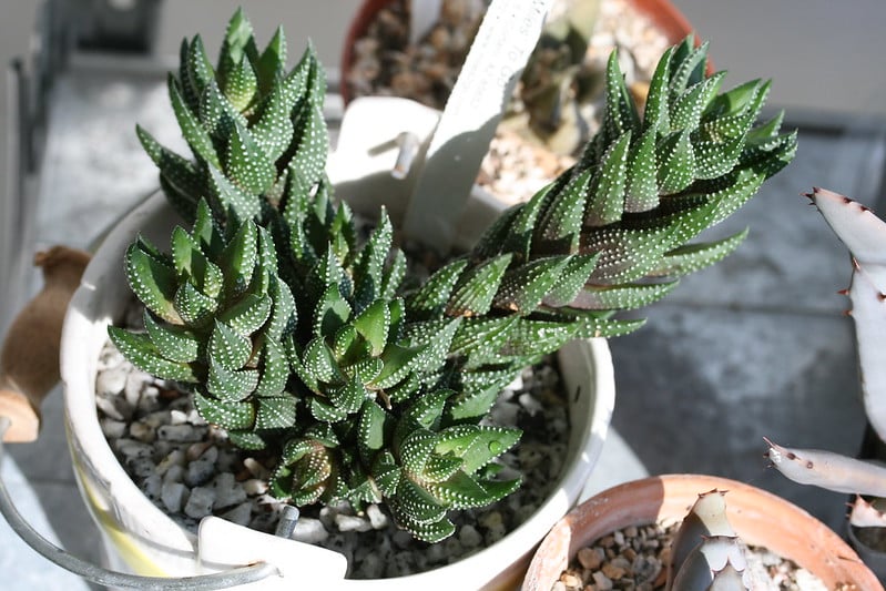 Haworthia coarctata soil requirements