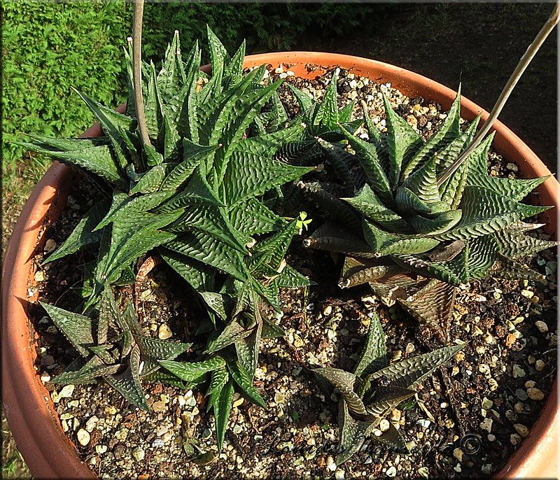 Haworthia limifolia soil requirements