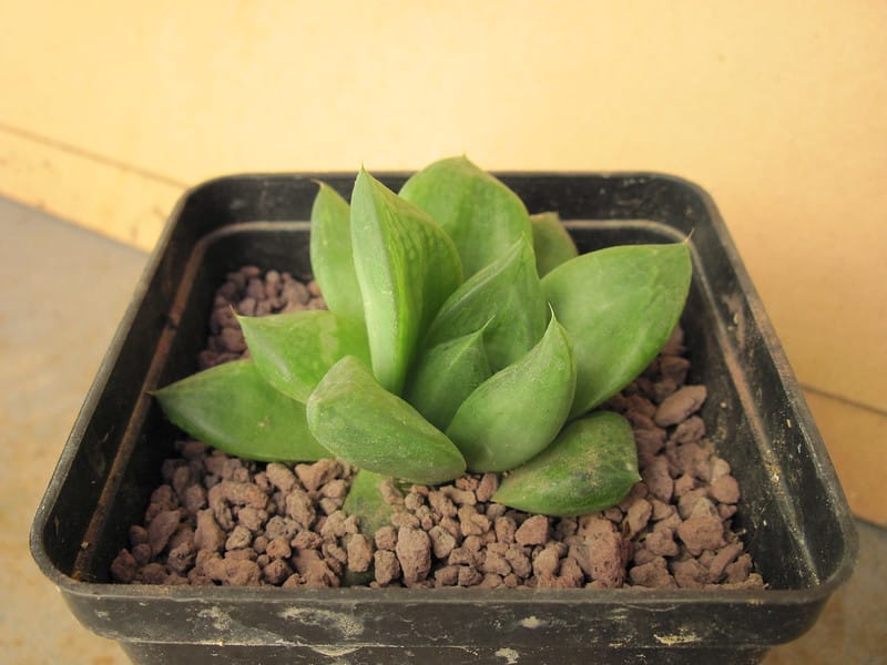 Haworthia Cymbiformis needs well-draining soil