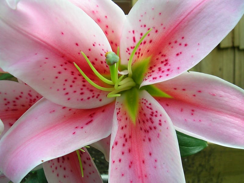 Stargazer lily