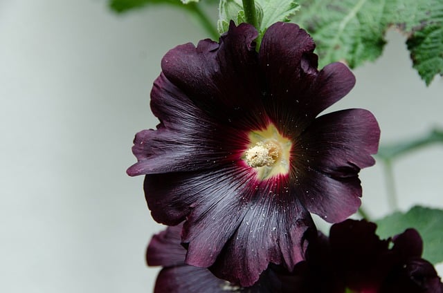 Alcea rosea ‘Nigra’