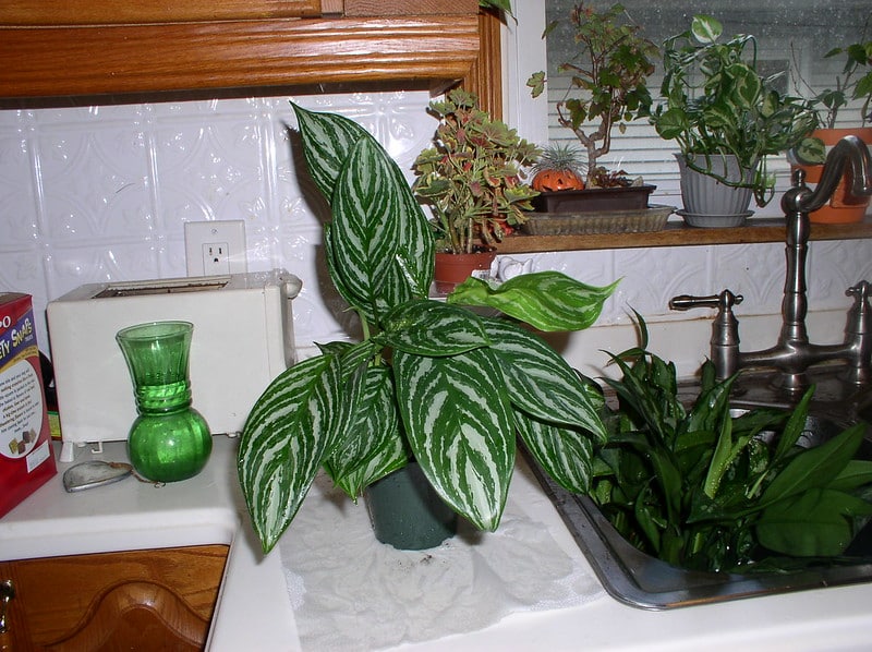 Aglaonema “Stripes”