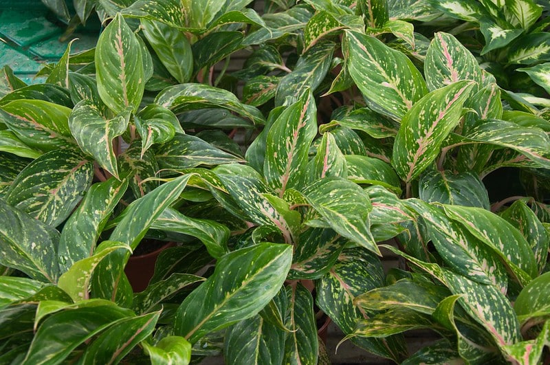 Aglaonema ‘Suzy’