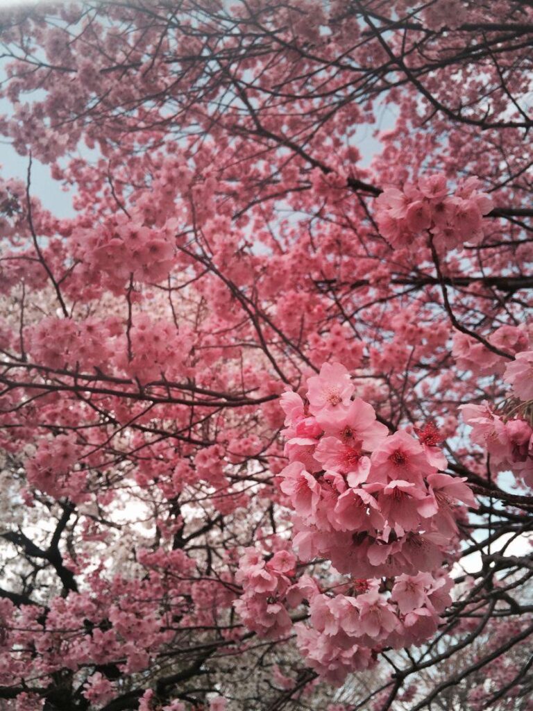 Cherry blossom