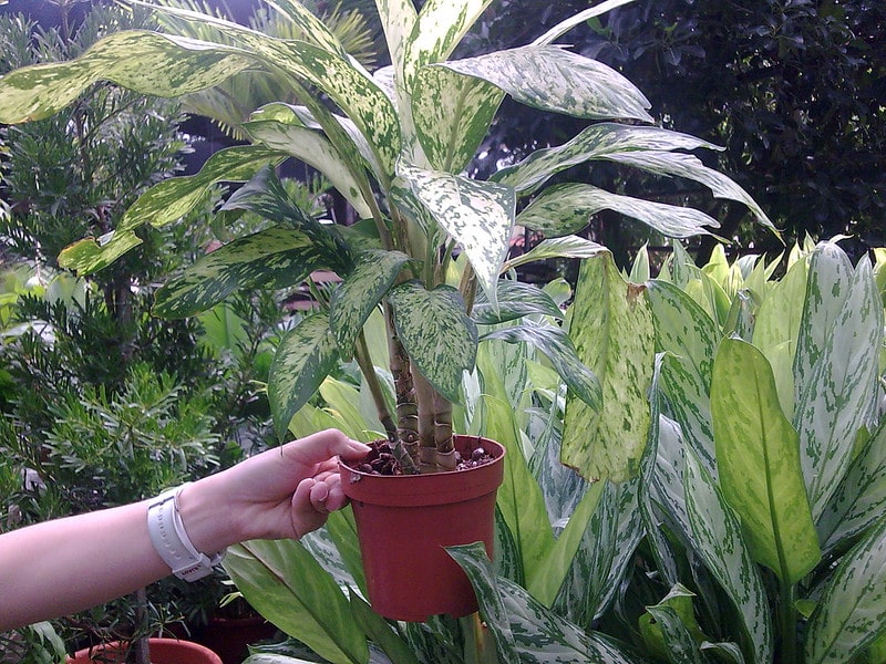 Aglaonema temperature requirements