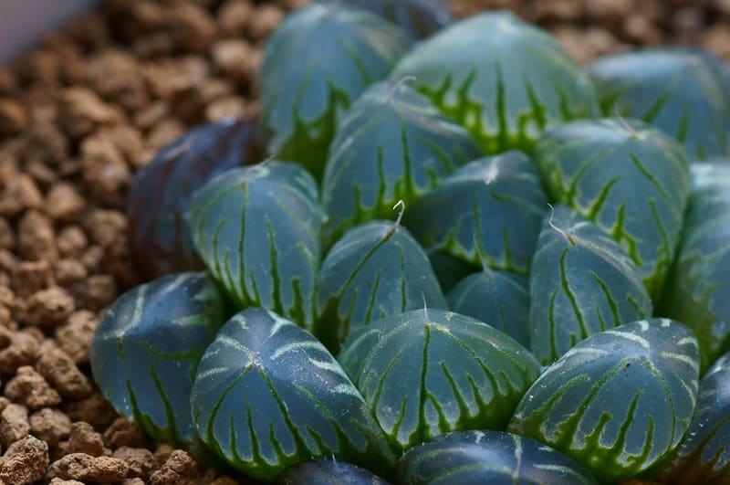 Haworthia Cooperi can tolerate both warm and cool temperatures