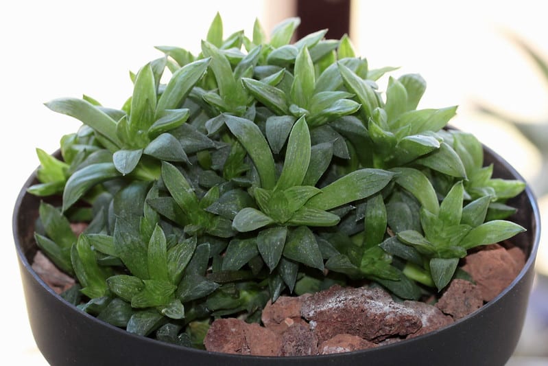 Star cactus likes moderate temperature