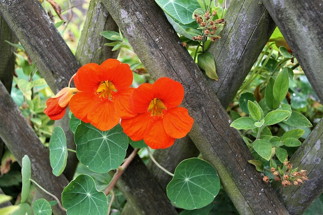 Tropaeoleum majus - Garden Nasturtium
