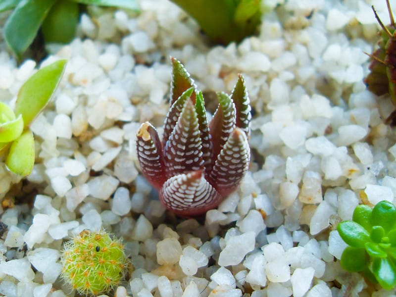 Tiny Haworthia fasciata