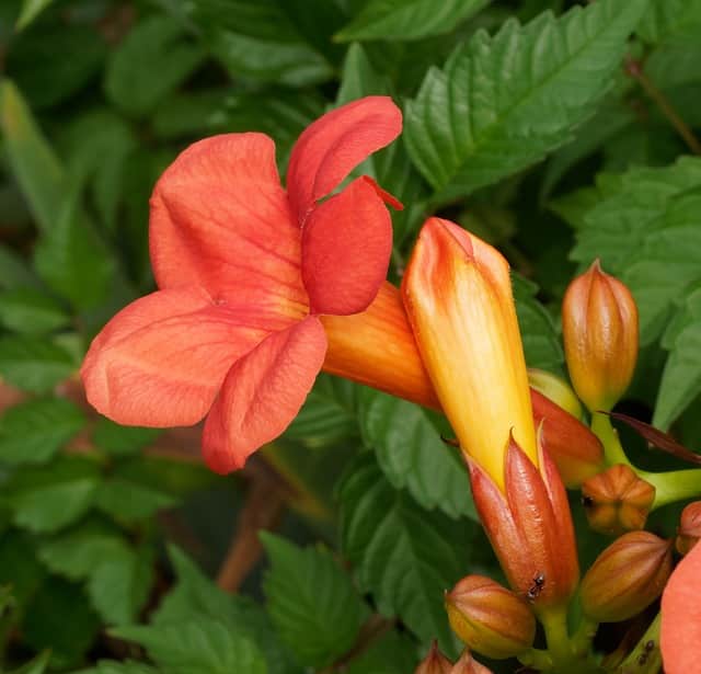 Campsis radicans