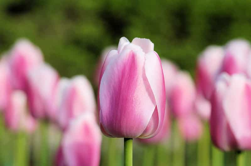 Pink tulips