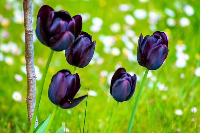  Tulipa ‘Queen of Night’