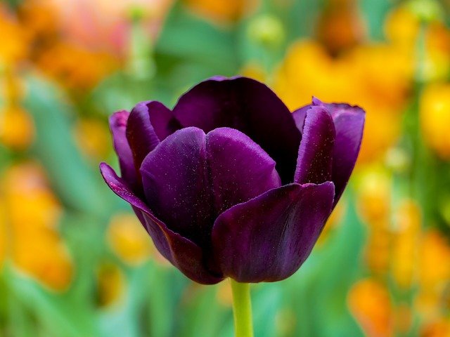 tulipa single late "Queen of the Night"