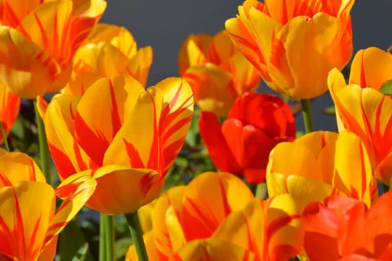 70 Best Types of Orange Flowers – Eye Catching Plants (+Pics)