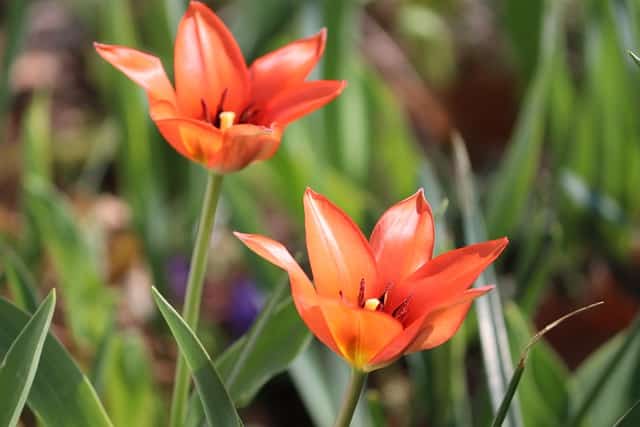 Tulipa "Red Riding Hood"