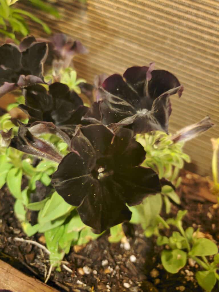 Black Mamba Petunia