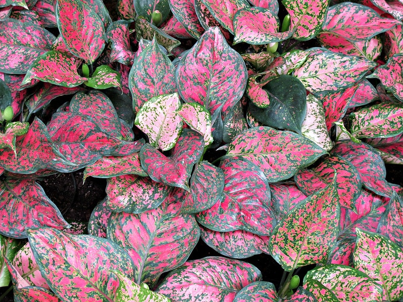 Aglaonema Valentine