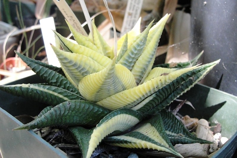Variegated Haworthia limifolia