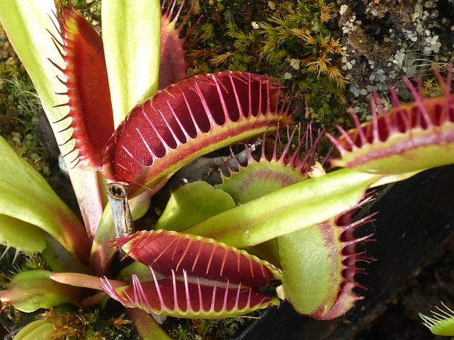 Dionaea muscipula - Venus Flytrap