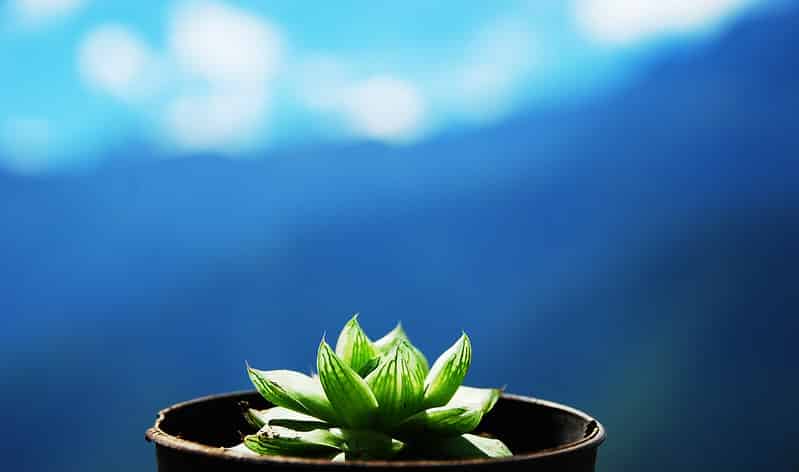 Haworthia Cymbiformis doesn't need too much water