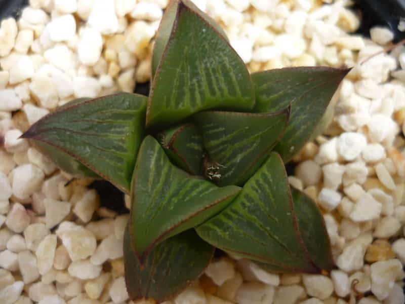 Be careful not to overwater your Haworthia retusa