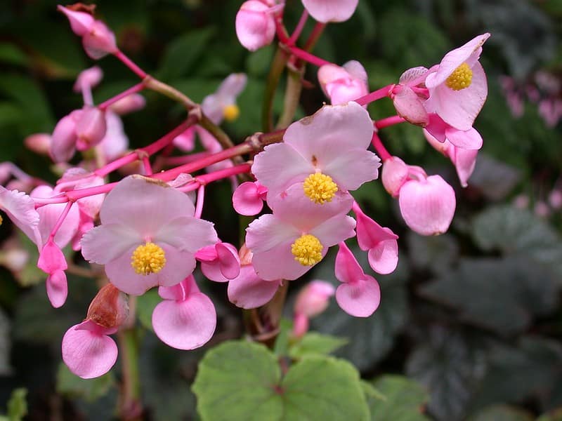 Pay attention to Hardy Begonia watering schedule 