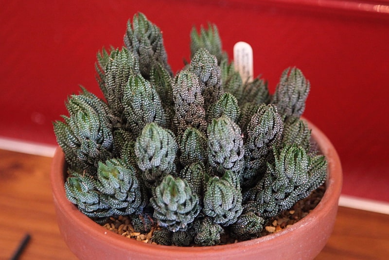 Haworthia coarctata watering requirements 