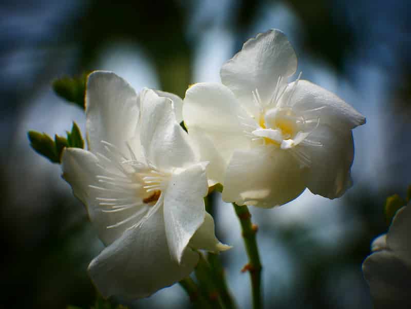 White flowers symbolise purity 
