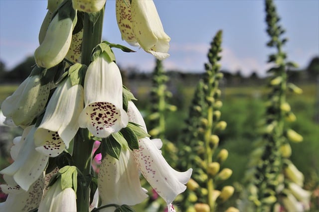  Digitalis purpurea ‘Pam’s split'