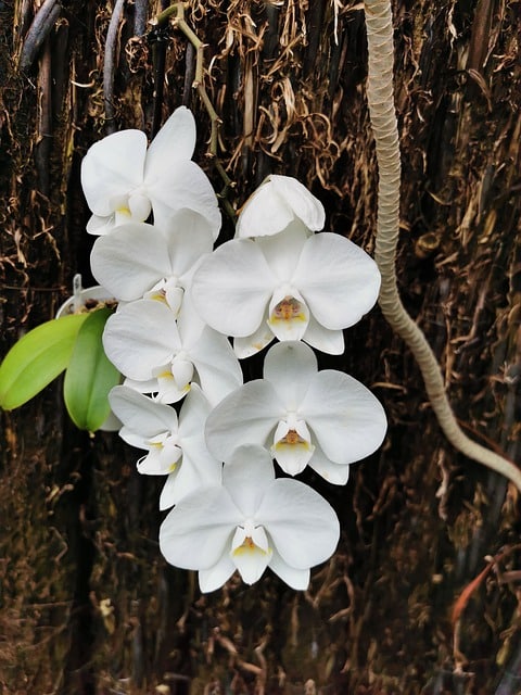 Phalaenopsis orchid