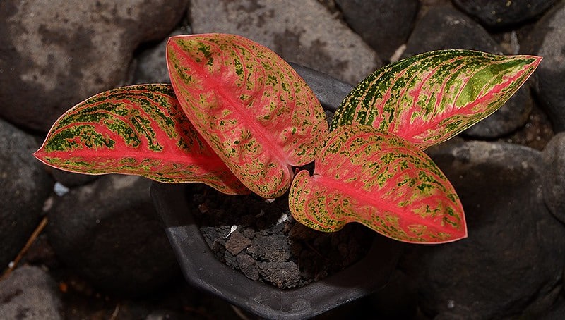 Aglaonema widuri ‘Red Peacock’