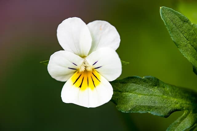 Viola tricolor