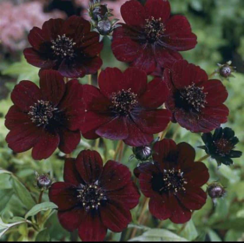 Chocolate Cosmos