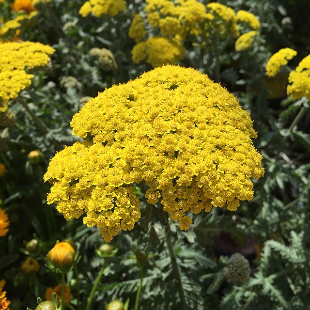 Yarrow - Achillea millefolium