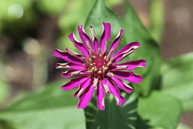 Zinnia