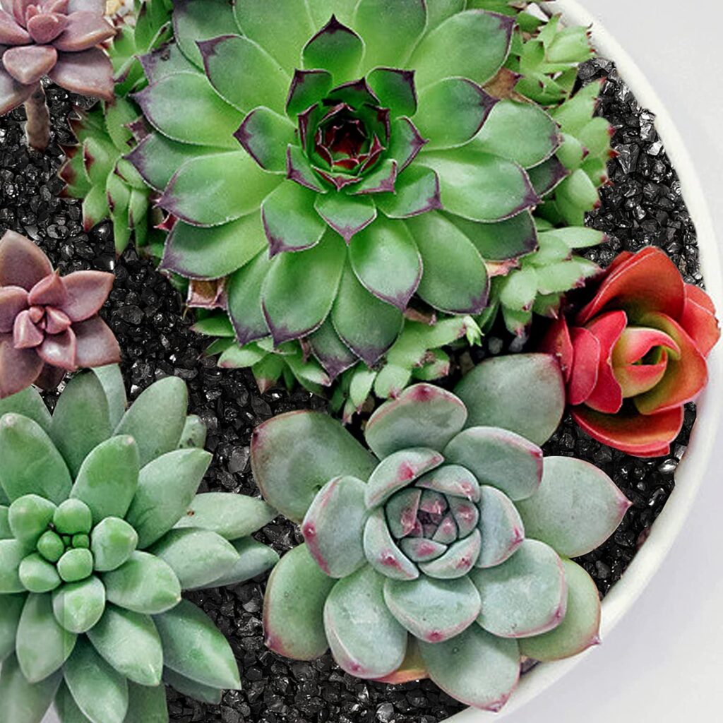 Horticultural Lava Rocks