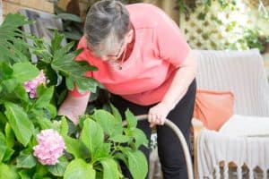 Common mistakes when watering Hydrangea