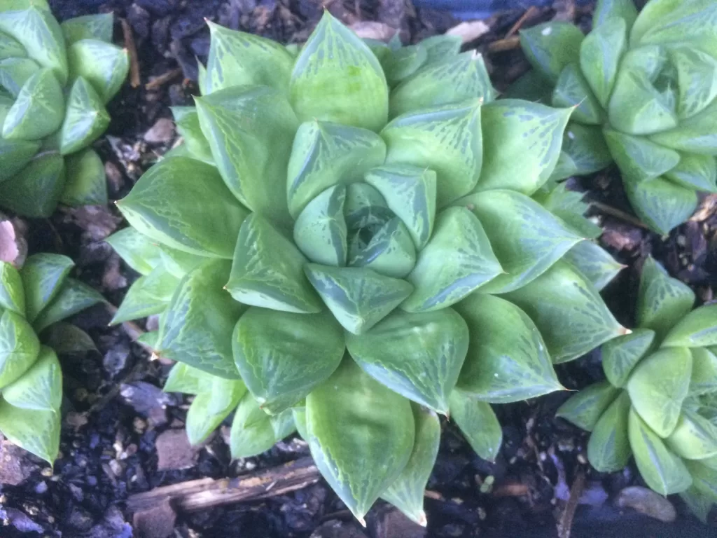 Haworthia cuspidata - Star Window Plant