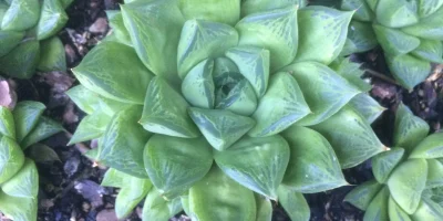Haworthia cuspidata - Star Window Plant