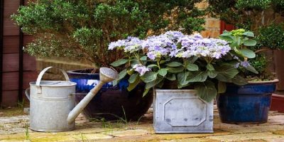 Overwatered Hydrangea