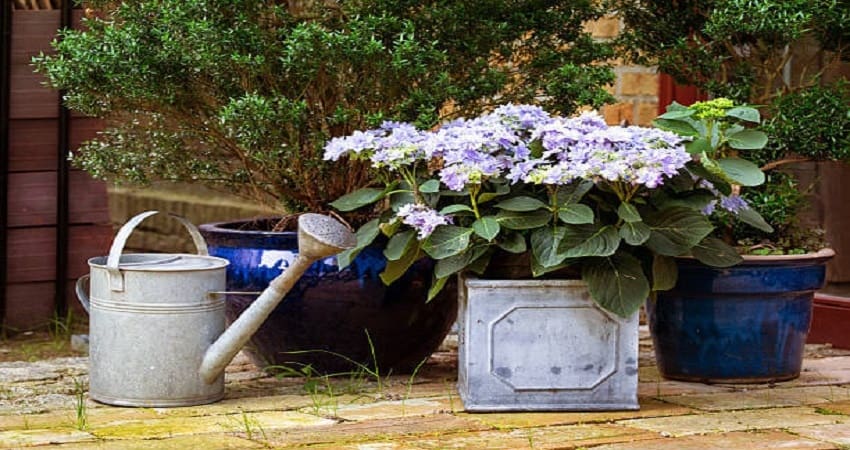 Overwatered Hydrangea