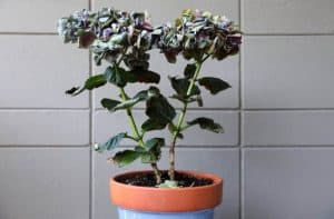 Overwatered Hydrangea