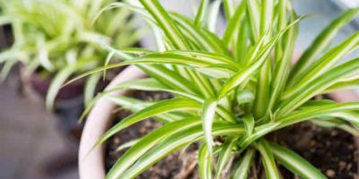 Overwatering or underwatering the spider plant
