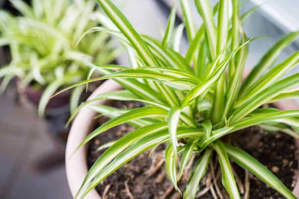 Overwatering or underwatering the spider plant