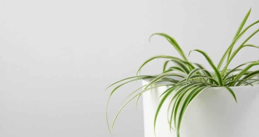 Spider Plant Ultimate Care Guide
