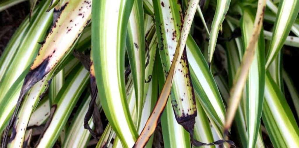 Spider Plant Dying