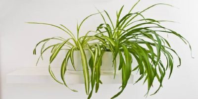Spider Plant Turning Yellow