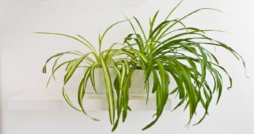 Spider Plant Turning Yellow