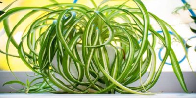 Spider Plant Turning Yellow